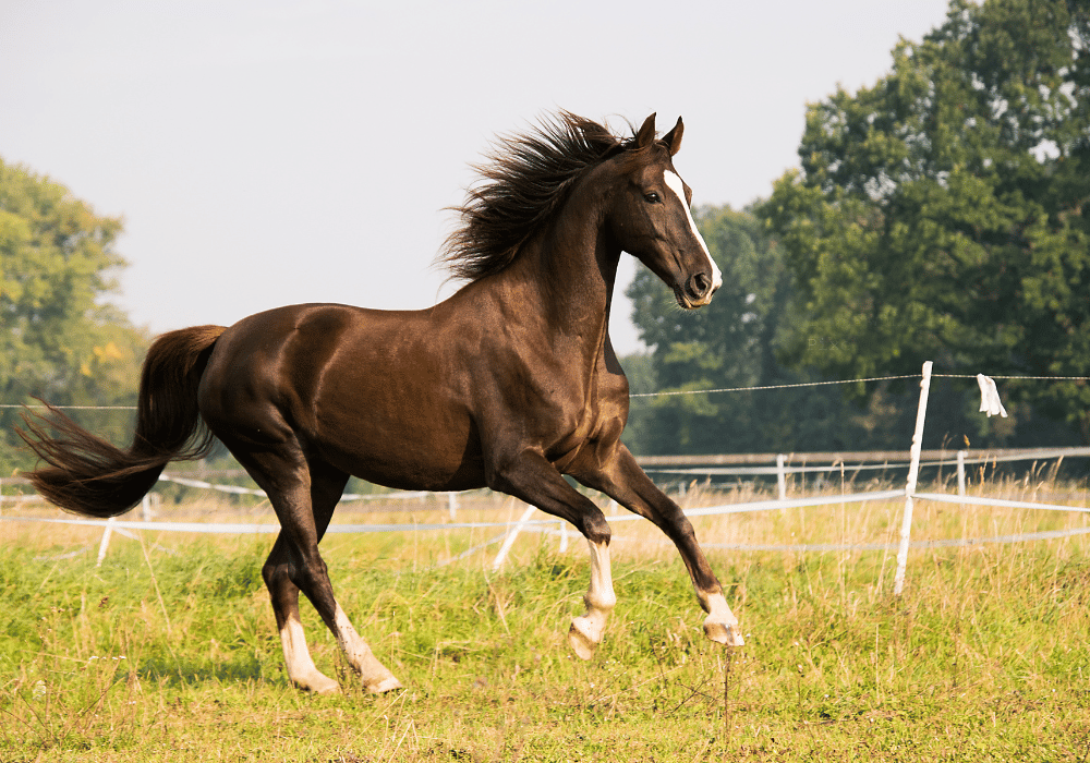 equine osteoarthritis